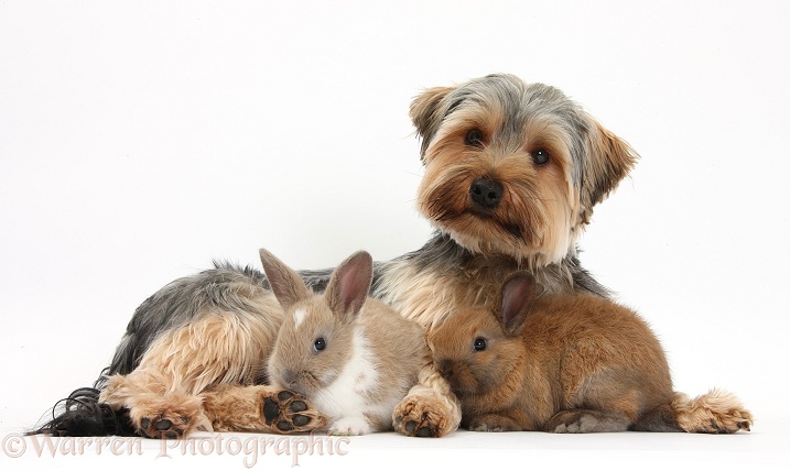 Yorkshire Terrier dog, Dillon, 16 months old, and baby rabbits, white background