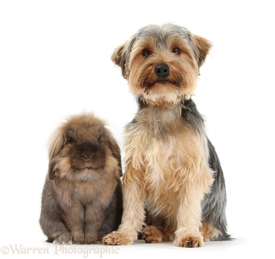 Yorkshire Terrier dog, Dillon, 16 months old, and Lionhead-cross rabbit, white background