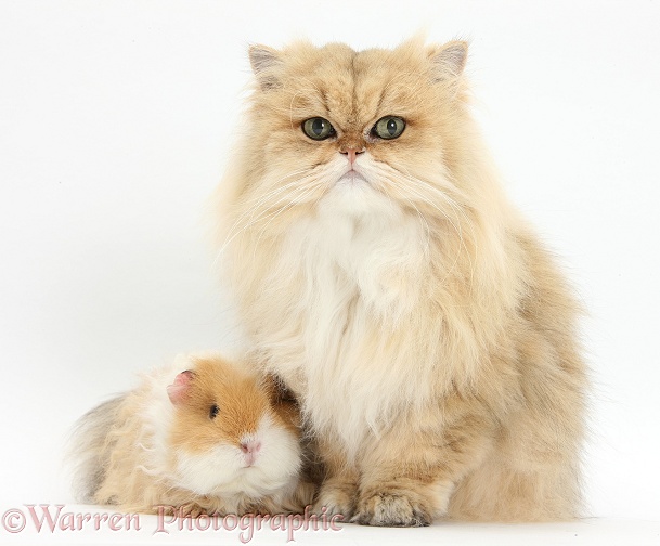 Golden Chinchilla Persian female cat, Jazzy, 6 years old, with Alpaca Guinea pig, white background
