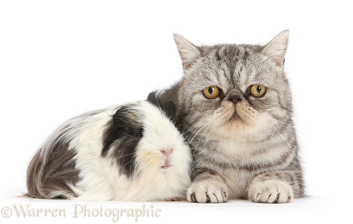 Long-haired Guinea pig and Silver tabby Exotic male cat, Bugsie, 5 years old, white background