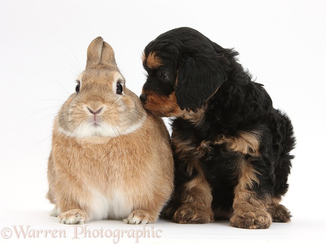 Cavapoo pup and Sandy Netherland-cross rabbit, Peter, white background