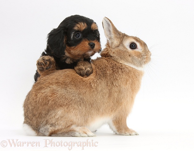 Cavapoo pup and Sandy Netherland-cross rabbit, Peter, white background