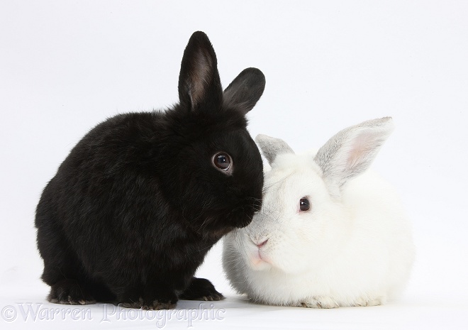White rabbit with black rabbit, white background