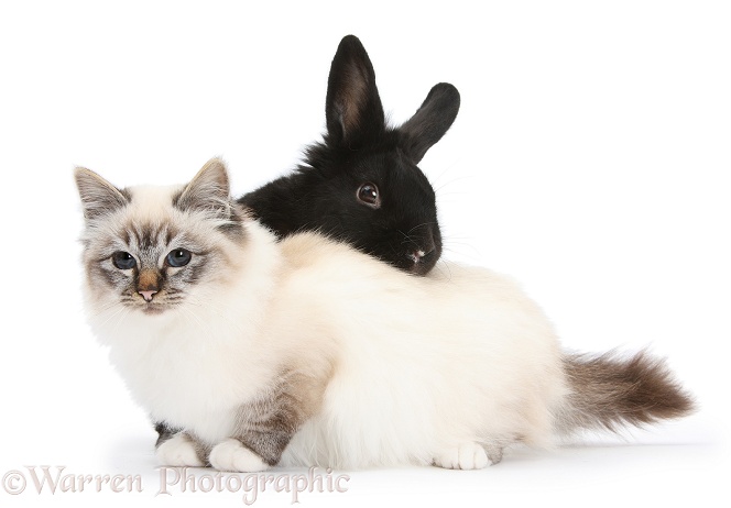 Tabby-point Birman cat and black rabbit, white background