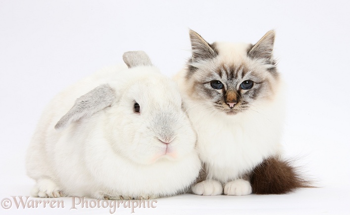 Tabby-point Birman cat and white rabbit, white background