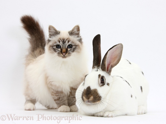 Tabby-point Birman cat and brown-and-white rabbit, white background