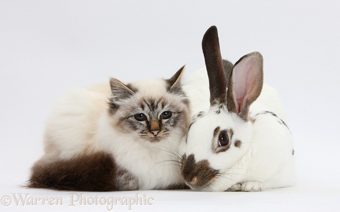 Tabby-point Birman cat and brown-and-white rabbit, white background