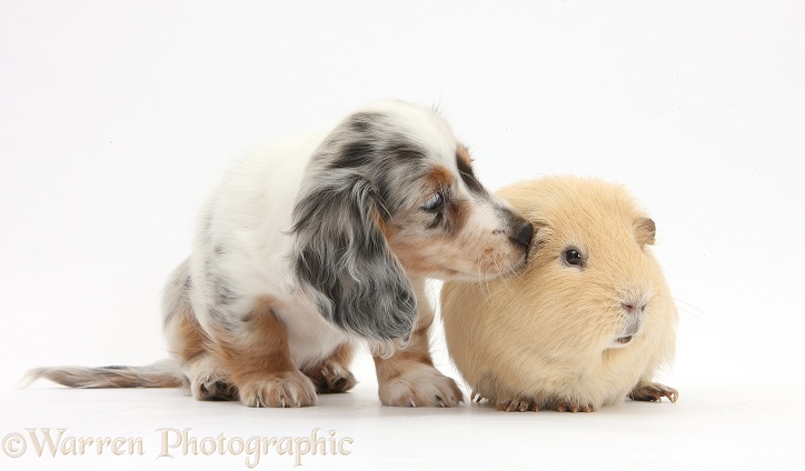 Silver double dapple Dachshund pup, Lacy, 8 weeks old, with yellow Guinea pig, white background