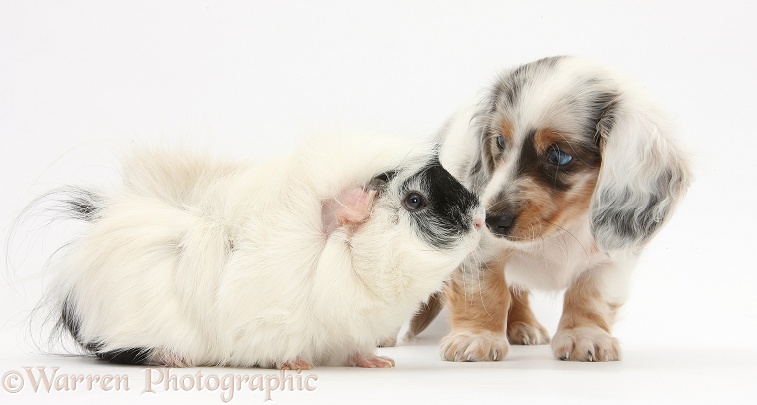 Silver double dapple Dachshund pup, Lacy, 8 weeks old, with black-and-white Guinea pig, white background