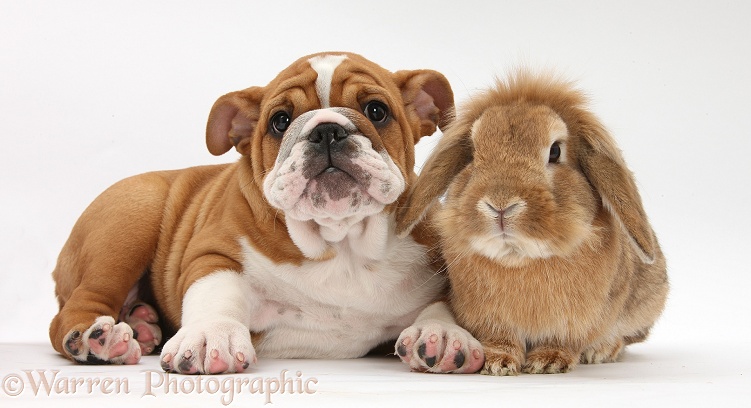 Bulldog pup, 11 weeks old, and Sandy Lop rabbit, white background
