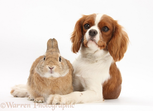 Cavalier King Charles Spaniel bitch, Sadie, 1 year old, with Sandy Netherland-cross rabbit, Peter, white background