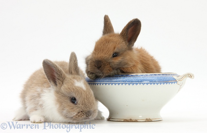 Baby Netherland dwarf-cross rabbits and china bowl, white background