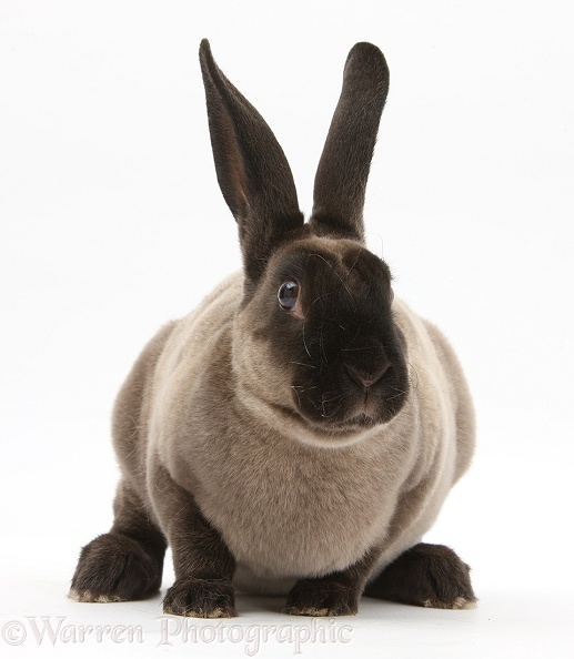Sooty Rex rabbit, white background