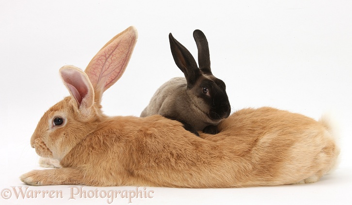 Flemish Giant Rabbit, Toffee, with sooty Rex rabbit, white background