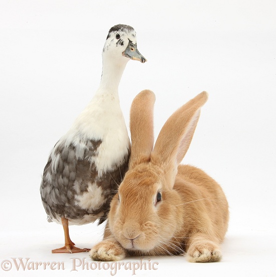 Flemish Giant Rabbit, Toffee, and Call Duck, white background