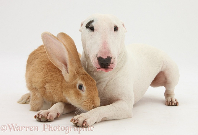 Flemish Giant rabbit, Toffee, and Miniature Bull Terrier bitch, Noah, white background