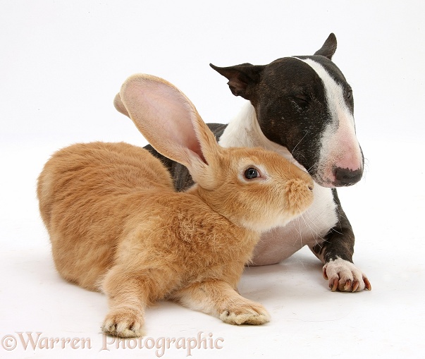 Flemish Giant rabbit, Toffee, and Miniature Bull Terrier bitch, Lily, white background