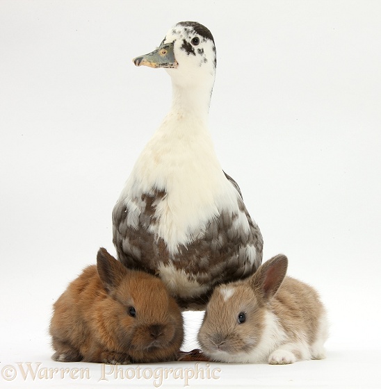 Call Duck and baby Netherland dwarf-cross rabbits, white background