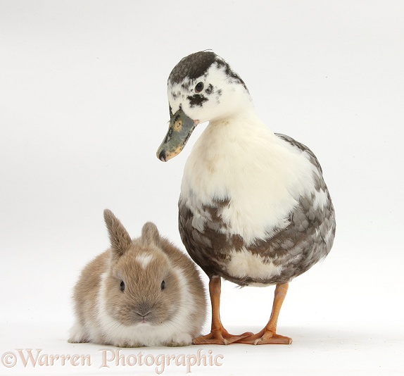 Call Duck and baby Netherland dwarf-cross rabbit, white background