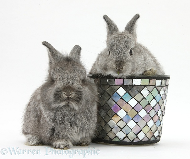 Young Silver Lionhead rabbits and decorative flowerpot, white background