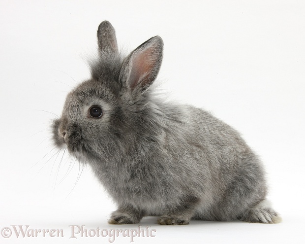 Young Silver Lionhead rabbit, white background