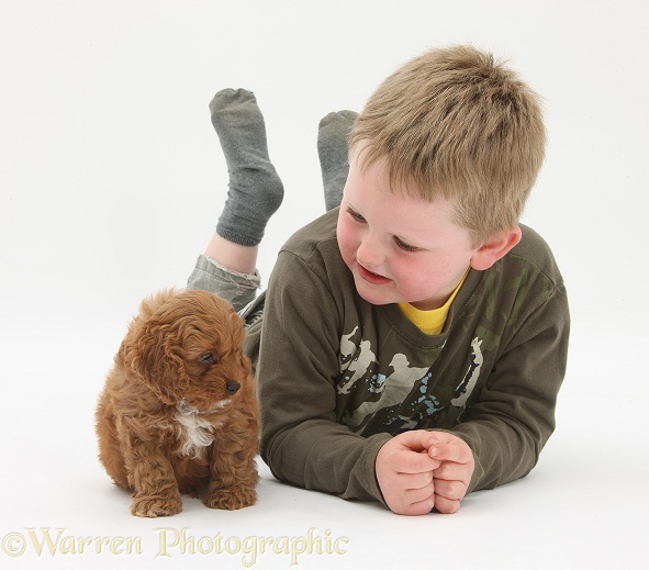 Leon with Cockapoo pup, 7 weeks old, white background