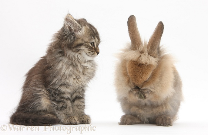 Tabby kitten, Beebee, 10 weeks old, with young rabbit, grooming, white background
