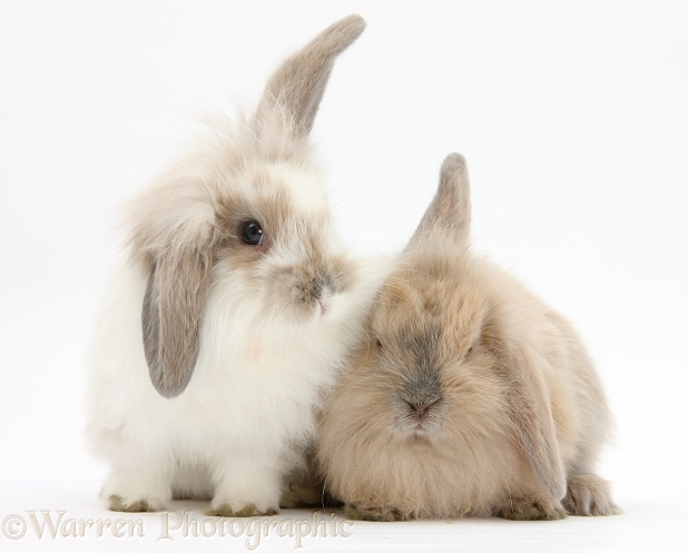 Young windmill-eared rabbits, white background