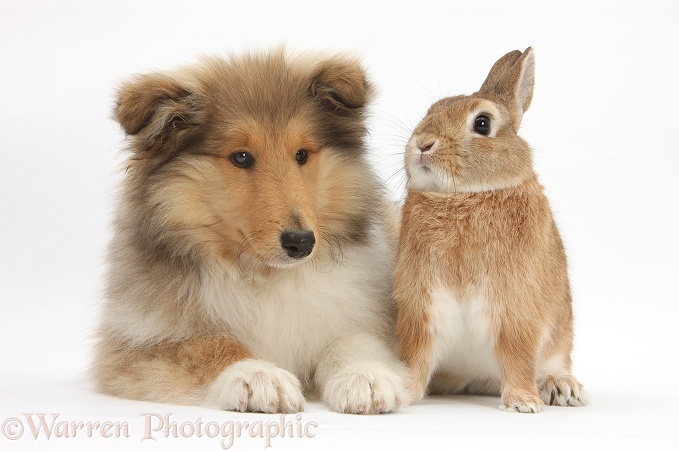Rough Collie pup, Laddie, 14 weeks old, with sandy Netherland dwarf-cross rabbit, Peter, white background
