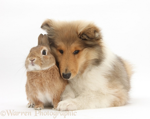 Rough Collie pup, Laddie, 14 weeks old, with sandy Netherland dwarf-cross rabbit, Peter, white background