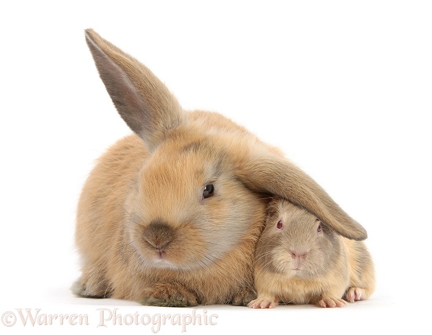 Young windmill-eared rabbit and matching Guinea pig, white background
