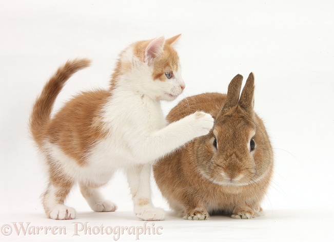 Ginger-and-white kitten and sandy Netherland dwarf-cross rabbit, Peter, white background