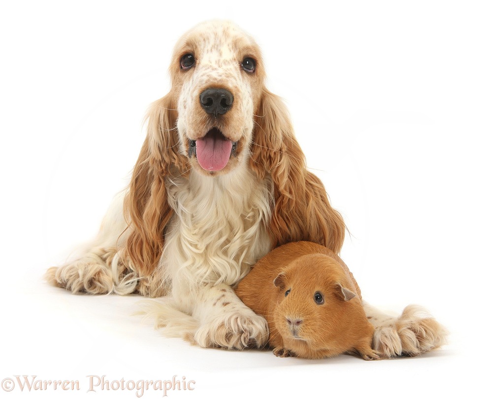 Orange Cocker Spaniel, Arthur, 1 year old, with red Guinea pig, white background