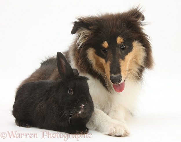 Rough Collie, Flynn, 5 months old, with black rabbit, white background