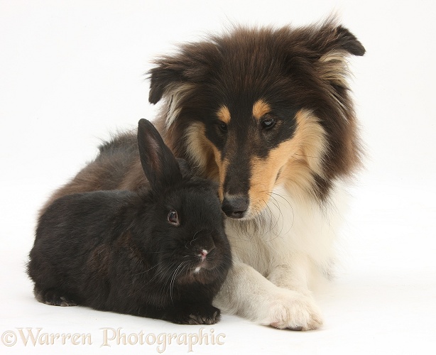 Rough Collie, Flynn, 5 months old, with black rabbit, white background