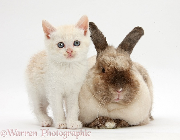 Cream kitten and colourpoint rabbit, white background