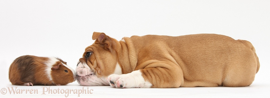 Bulldog pup, 11 weeks old, face-to-face with Guinea pig, Amelia, white background
