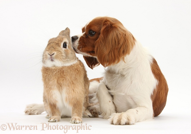 Cavalier King Charles Spaniel bitch, Sadie, 1 year old, with Sandy Netherland-cross rabbit, Peter, white background