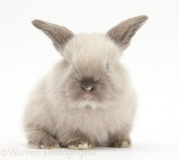 Baby colourpoint rabbit, white background