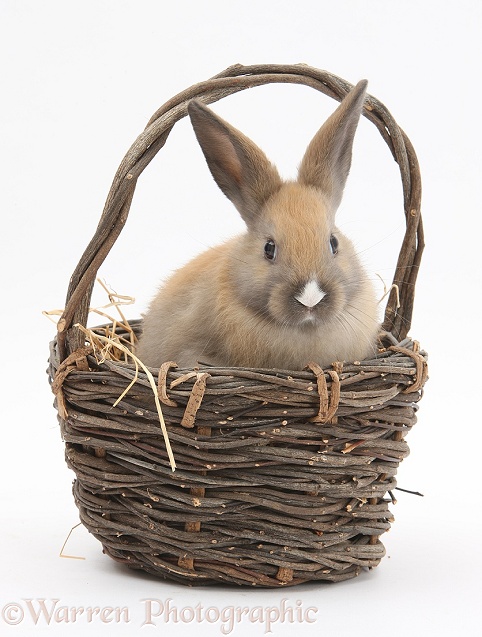 Baby rabbit in a wicker basket, white background