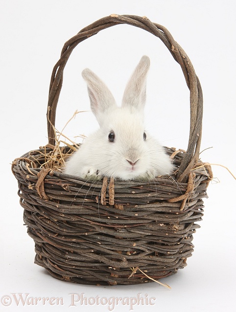Baby white rabbit in a wicker basket, white background