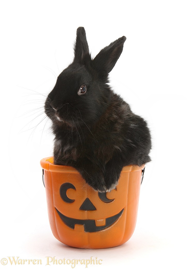 Black rabbit in a Halloween bucket, white background