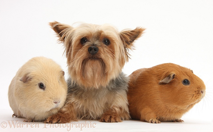 Yorkshire Terrier, Buffy, and Guinea pigs, white background