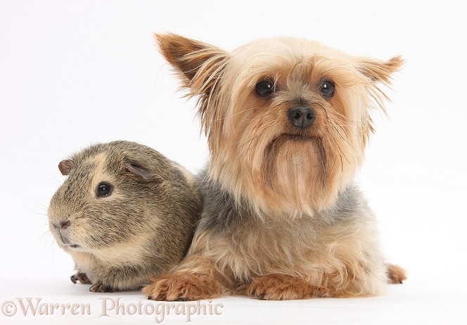 Yorkshire Terrier, Buffy, and Guinea pig, white background