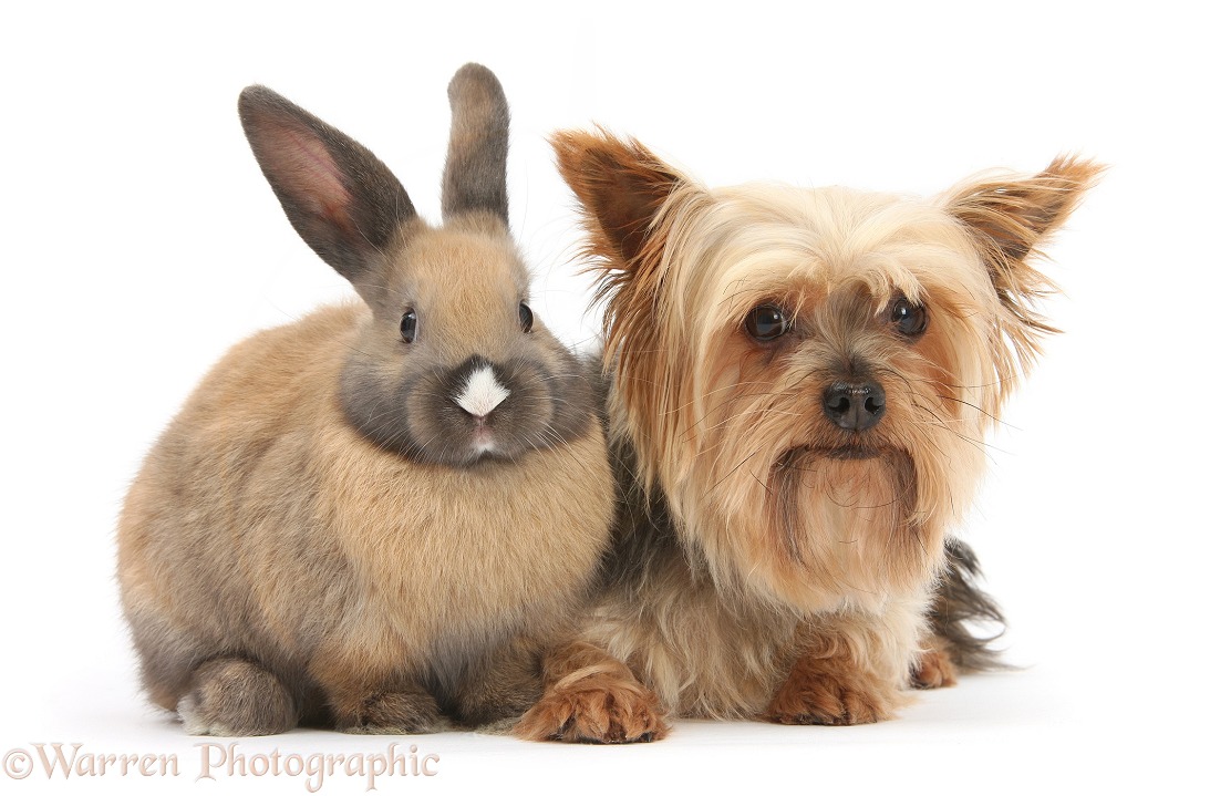 Yorkshire Terrier, Buffy, and young rabbit, white background