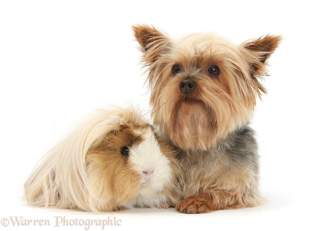 Yorkshire Terrier, Buffy, and Guinea pig, white background