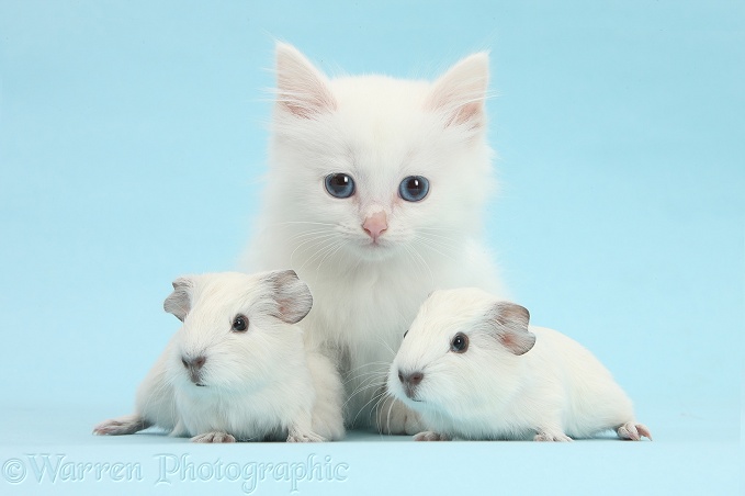 Baby white Guinea pigs and white Maine Coon-cross kitten on blue background