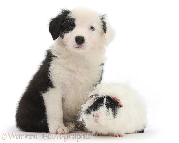 Black-and-white Border Collie puppy, 6 weeks old, and black-and-white Guinea pig, white background