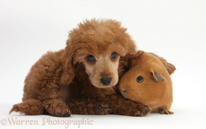 Apricot miniature Poodle pup, Ruebin, 8 weeks old, with red Guinea pig, white background