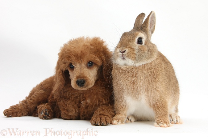 Apricot miniature Poodle pup, Ruebin, 8 weeks old, with Netherland Dwarf-cross rabbit, white background